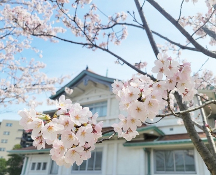 貴賓館の桜