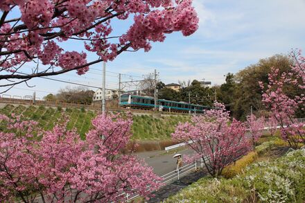 坪呑公園の桜