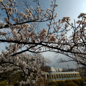 久良岐公園の桜