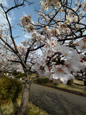 久良岐公園の桜
