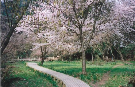 氷取沢市民の森の桜