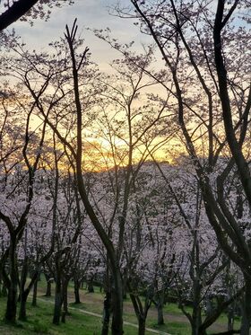 久良岐公園の桜
