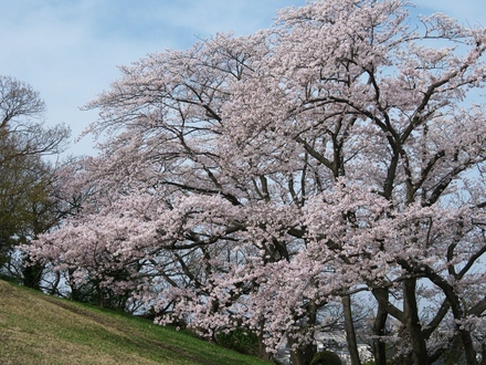 汐見台３丁目付近の桜