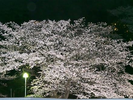 汐見台Aコープ前の桜