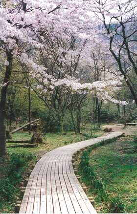 氷取沢市民の森の桜