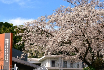 上笹下地域ケアプラザの桜