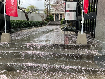 真照寺の桜