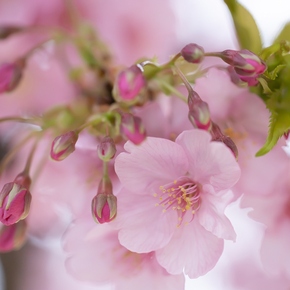 磯子センター前の桜
