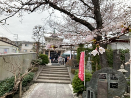 真照寺の桜
