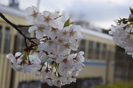 久良岐公園の桜