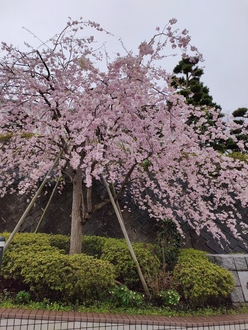 洋光台５丁目付近の桜