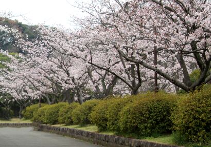 久良岐公園の桜