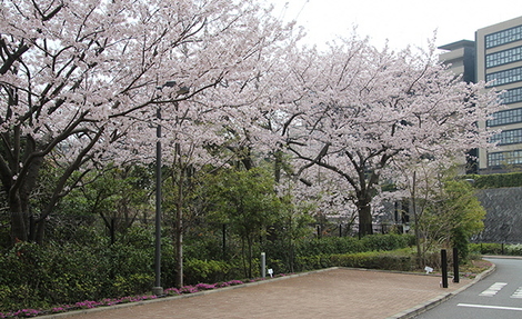 ブリリアシティ横浜磯子の桜