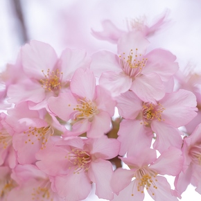 磯子センター前の桜