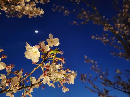 ブリリアシティ横浜磯子の桜