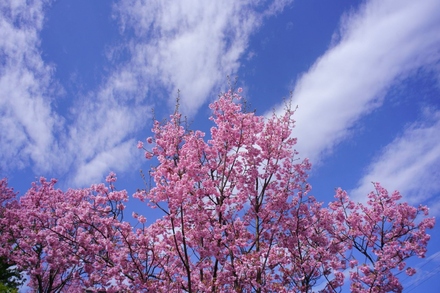 坪吞中央の桜