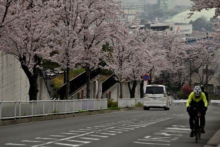 磯子台の桜