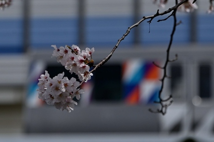 新杉田公園の桜