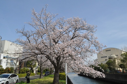 大岡川分水路河畔プロムナードの桜