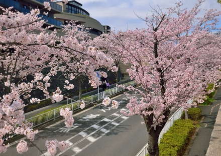 ブリリアシティ横浜磯子 プリンス坂の桜