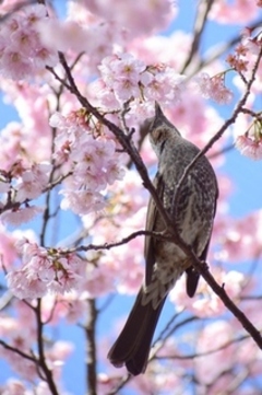 岡村公園の桜