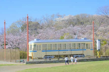 久良岐公園の桜