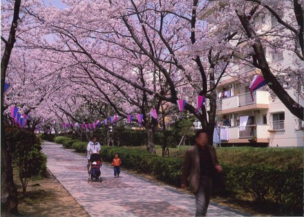 洋光台北団地の桜