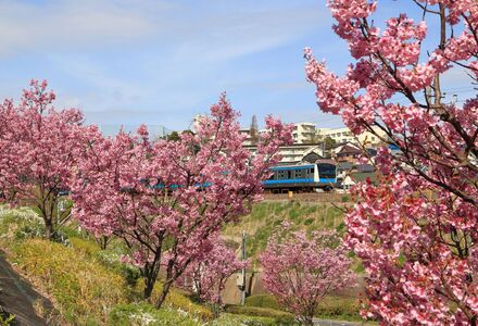 杉田坪呑の桜