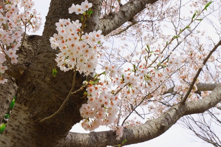 洋光台北団地の桜