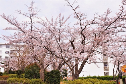 洋光台北団地の桜