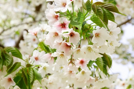 洋光台北団地の桜