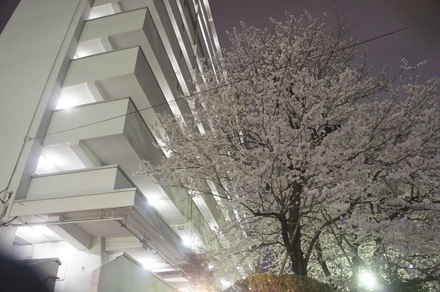洋光台中央団地の桜