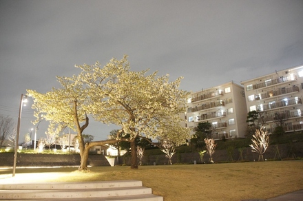 洋光台北団地の桜