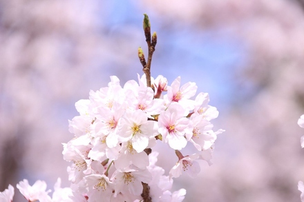 洋光台駅前公園の桜