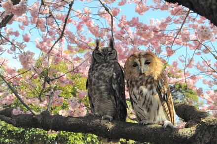 岡村公園の桜