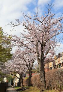 杉田川ふれあい散歩道の桜