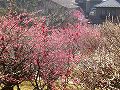 岡村公園の梅の写真