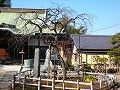 妙法寺の梅の写真