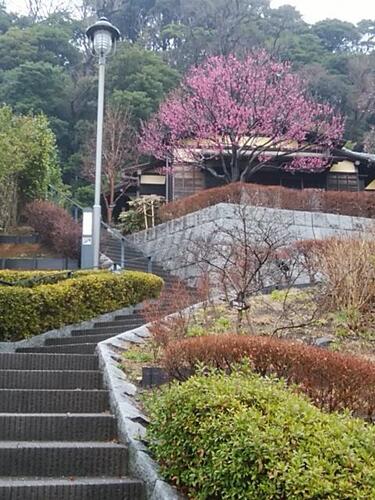 根岸なつかし公園の梅