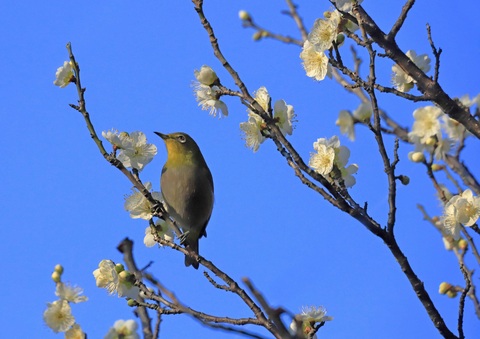洋光台西公園の梅
