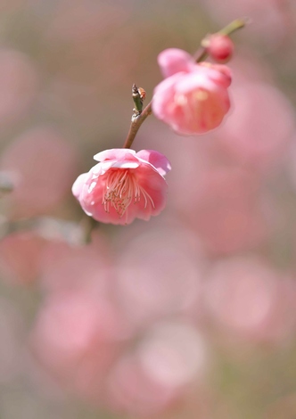 洋光台西公園の梅