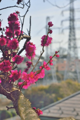 杉田梅林ふれあい公園の梅