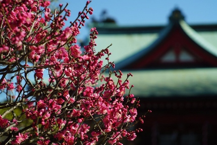岡村天満宮の梅