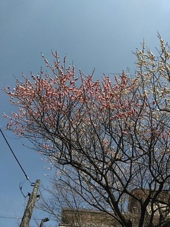 杉田善一公園の梅