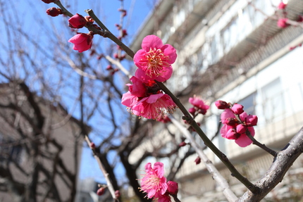 滝頭２丁目公園の梅