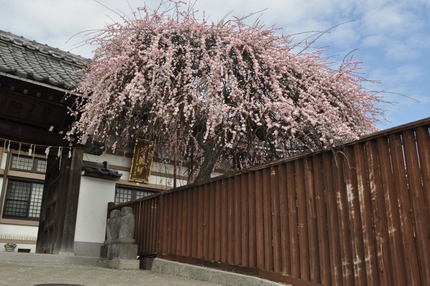 金剛院の梅