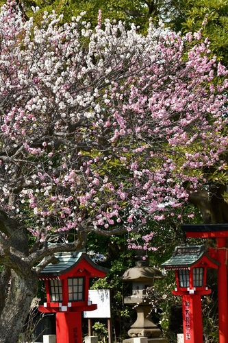岡村天満宮の梅