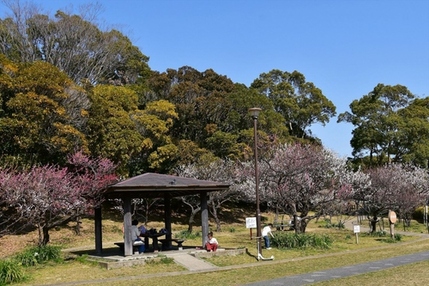 洋光台西公園の梅