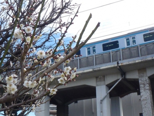 杉田南部自治会館広場の梅