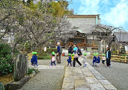 妙法寺の梅